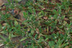 Prostrate knotweed